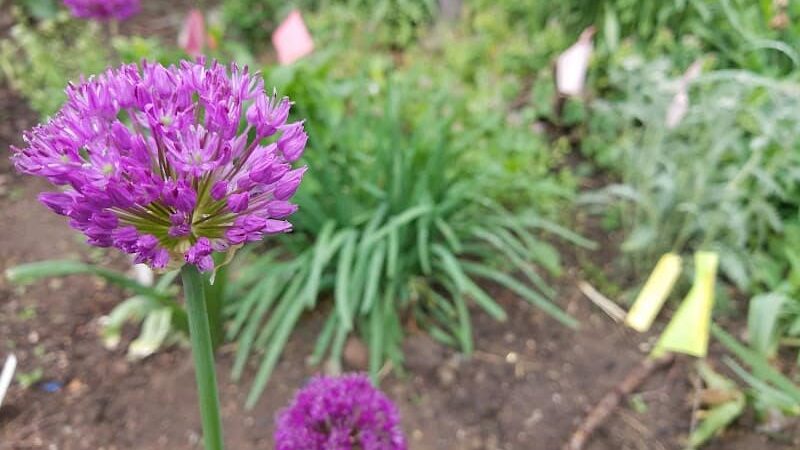 Andrew Haswell Green Dog Park - New York, NY