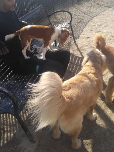 Andrew Haswell Green Dog Park - New York, NY