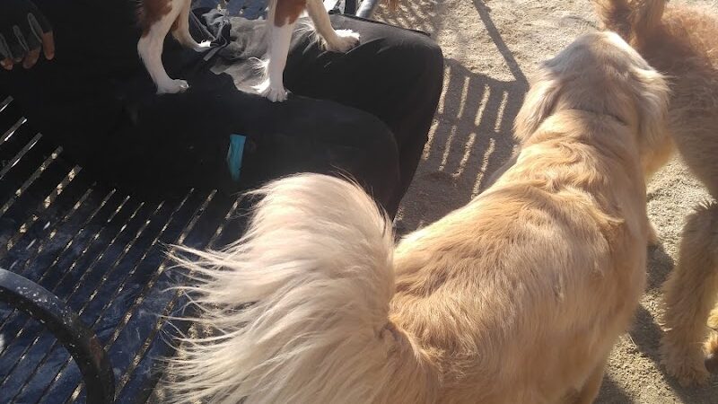 Andrew Haswell Green Dog Park - New York, NY