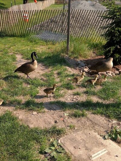 Friends of Morningside Park - New York, NY