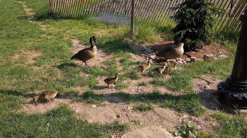 Friends of Morningside Park - New York, NY