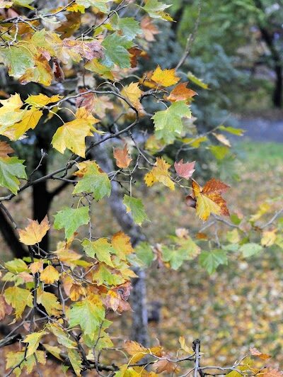 Friends of Morningside Park - New York, NY