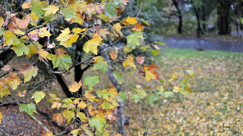 Friends of Morningside Park - New York, NY