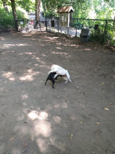 Friends of Morningside Park - New York, NY