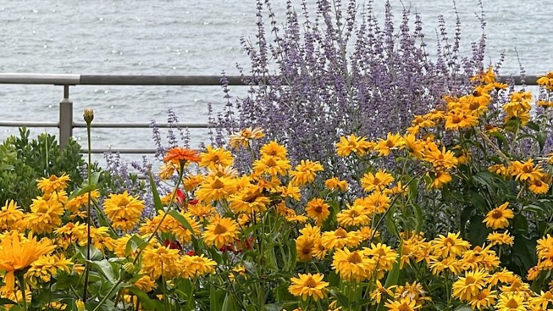 Leroy Dog Run - New York, NY