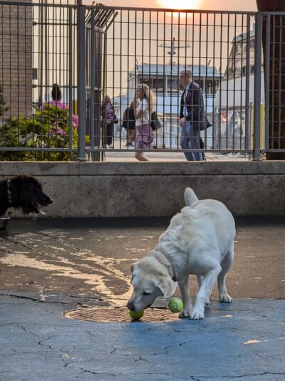 Leroy Street Dog Park - New York, NY