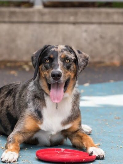 Leroy Street Dog Park - New York, NY