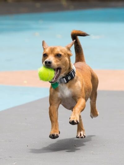 Leroy Street Dog Park - New York, NY