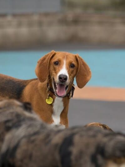 Leroy Street Dog Park - New York, NY