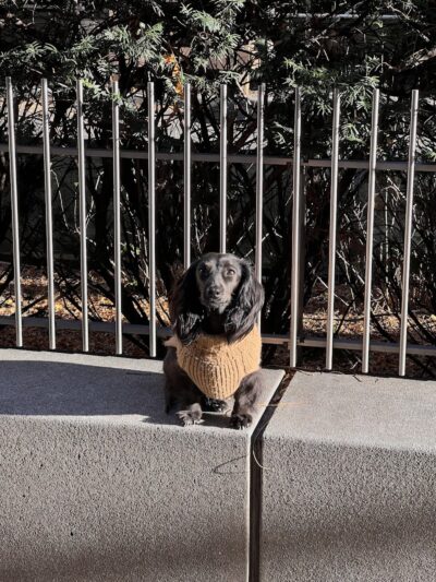 North End Dog Run - New York, NY