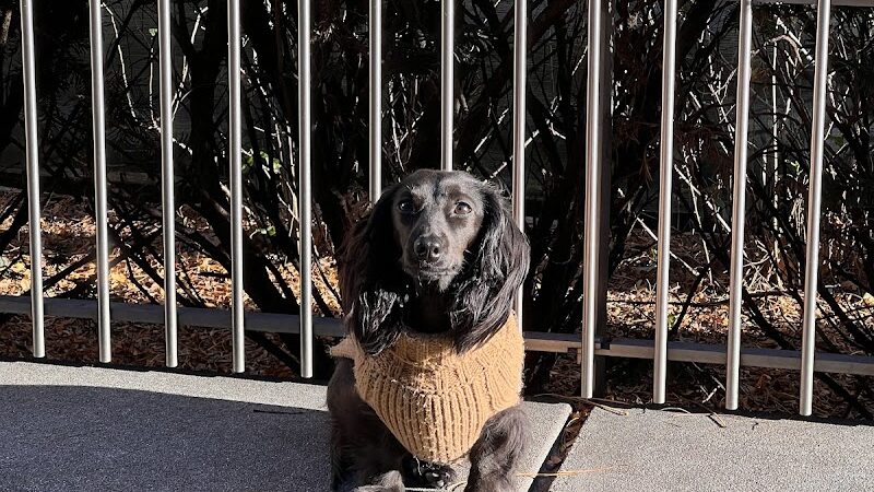 North End Dog Run - New York, NY