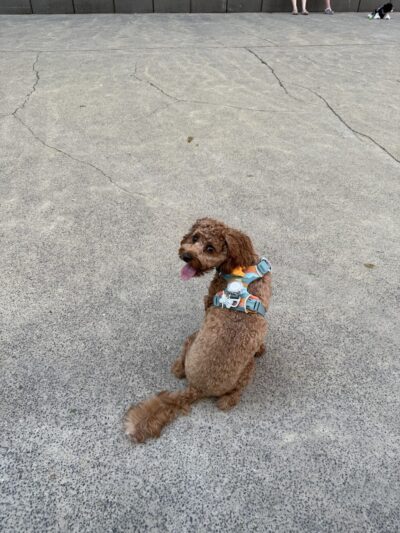 North End Dog Run - New York, NY