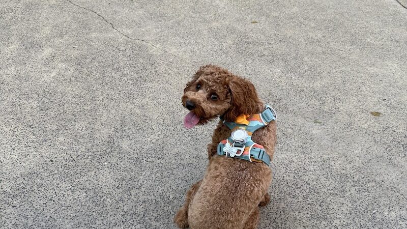 North End Dog Run - New York, NY