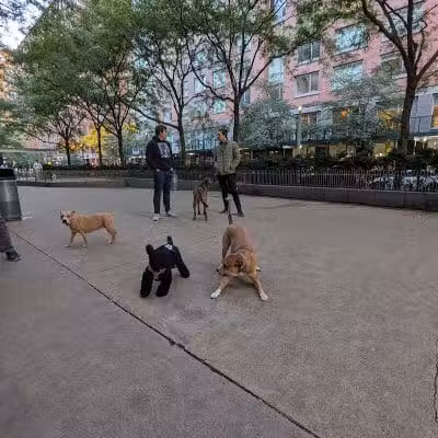 North End Dog Run - New York, NY
