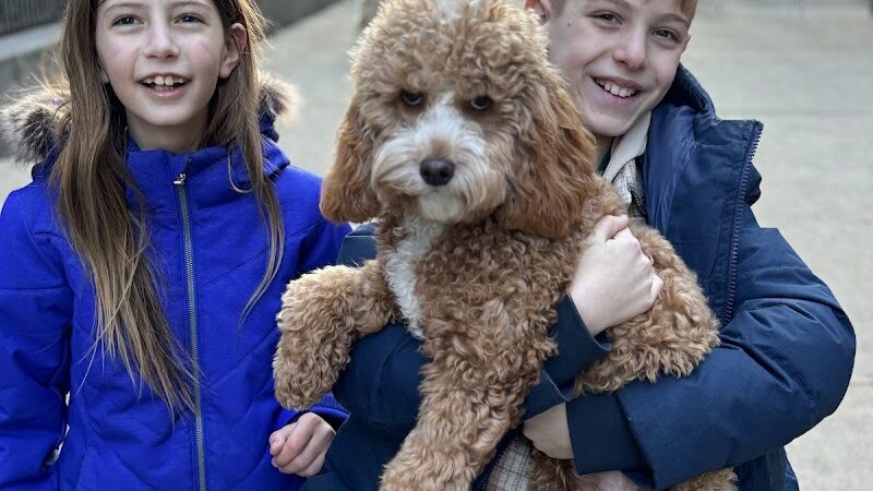 North End Dog Run - New York, NY