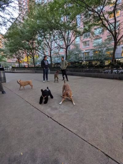 North End Dog Run - New York, NY