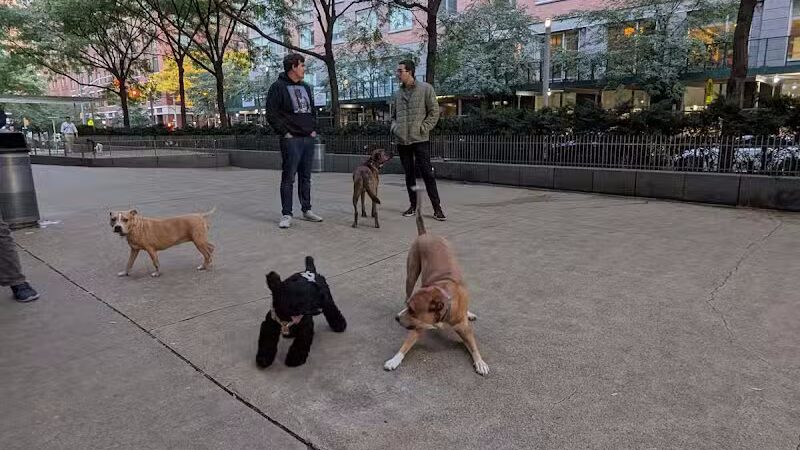 North End Dog Run - New York, NY