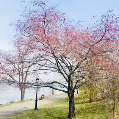 Riverside Park Conservancy - New York, NY