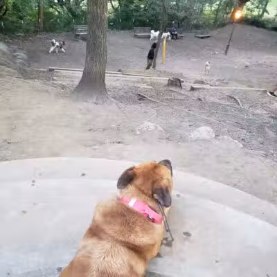 St. Nicholas Park Dog Run - New York, NY