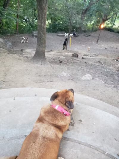 St. Nicholas Park Dog Run - New York, NY