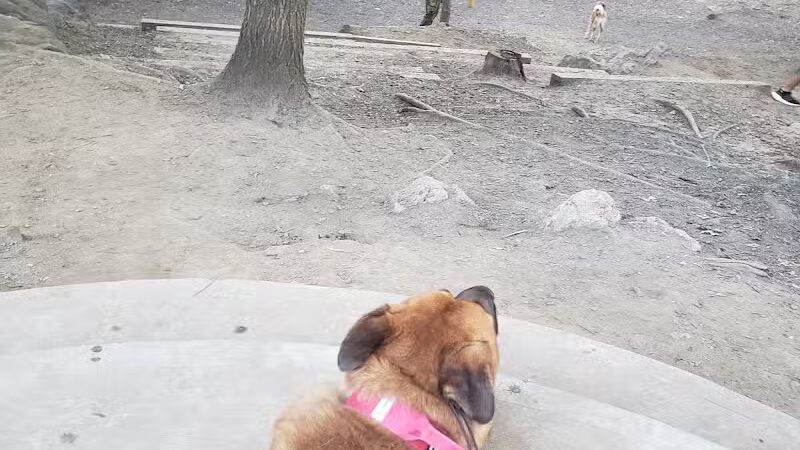 St. Nicholas Park Dog Run - New York, NY