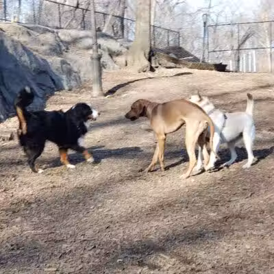 St. Nicholas Park Dog Run - New York, NY