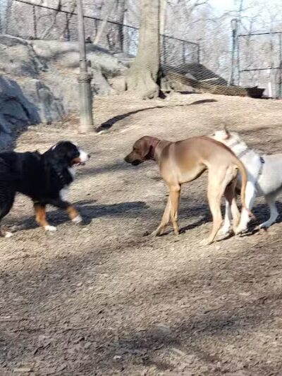 St. Nicholas Park Dog Run - New York, NY