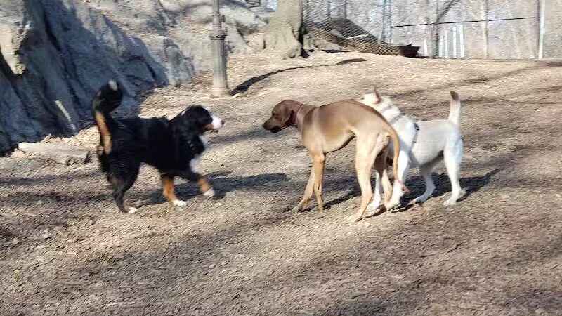 St. Nicholas Park Dog Run - New York, NY