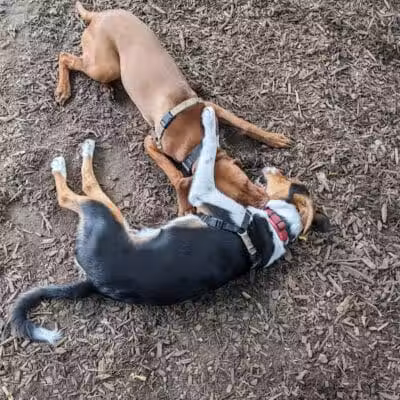St. Nicholas Park Dog Run - New York, NY