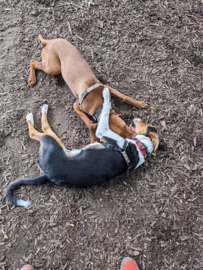 St. Nicholas Park Dog Run - New York, NY