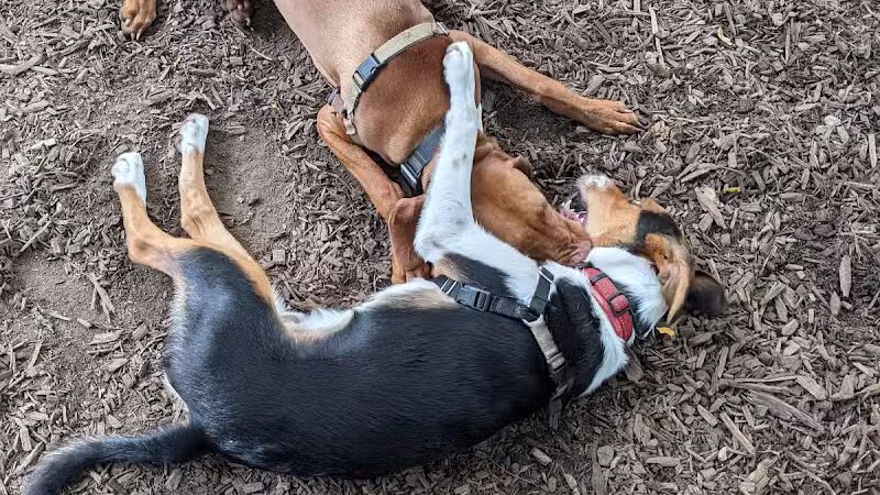 St. Nicholas Park Dog Run - New York, NY
