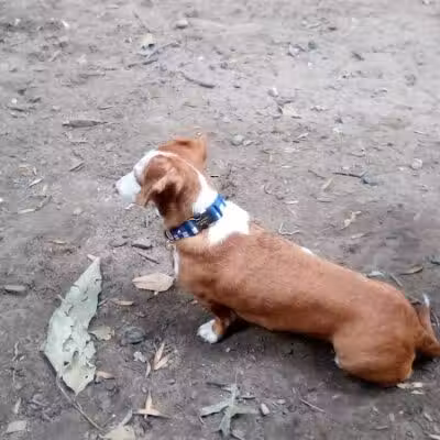 St. Nicholas Park Dog Run - New York, NY