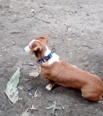 St. Nicholas Park Dog Run - New York, NY