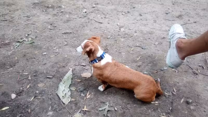 St. Nicholas Park Dog Run - New York, NY