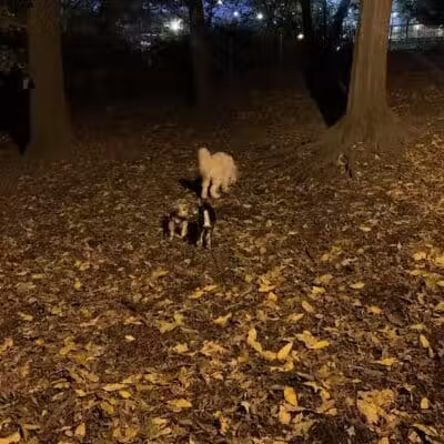 St. Nicholas Park Dog Run - New York, NY