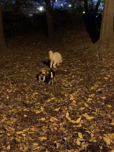St. Nicholas Park Dog Run - New York, NY