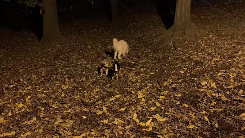 St. Nicholas Park Dog Run - New York, NY