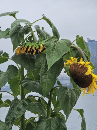 Stuyvesant Cove Park - New York, NY
