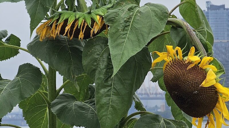 Stuyvesant Cove Park - New York, NY