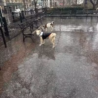 Union Square Dog Run - New York, NY