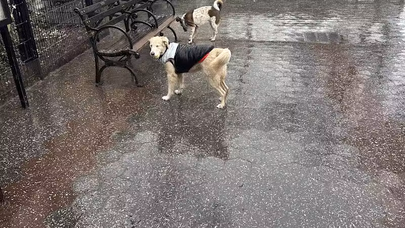Union Square Dog Run - New York, NY