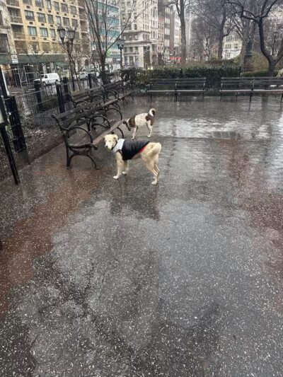 Union Square Dog Run - New York, NY