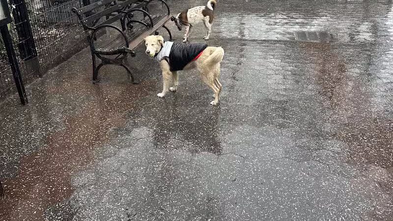 Union Square Dog Run - New York, NY