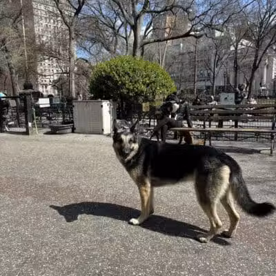 Union Square Dog Run - New York, NY