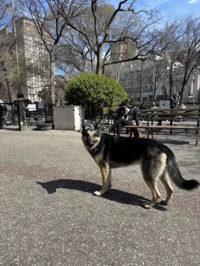 Union Square Dog Run - New York, NY