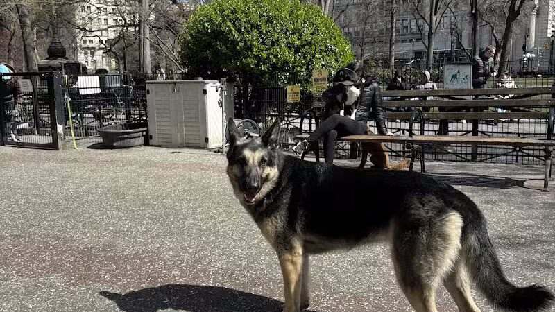 Union Square Dog Run - New York, NY