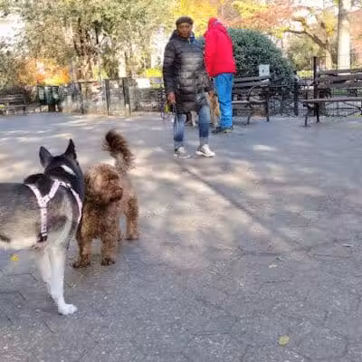 Union Square Dog Run - New York, NY