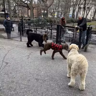 Union Square Dog Run - New York, NY