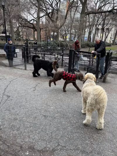 Union Square Dog Run - New York, NY