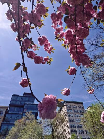 Union Square Dog Run - New York, NY